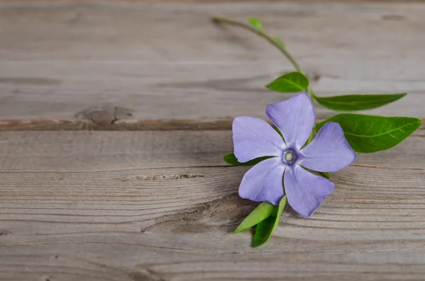 Hermosa flor azul periwinkle sobre fondo de madera —  Fotos de Stock