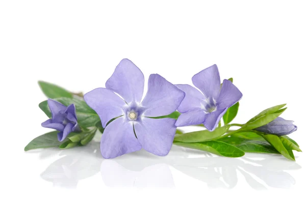 Beautiful blue flowers periwinkle on white background — Stock Photo, Image