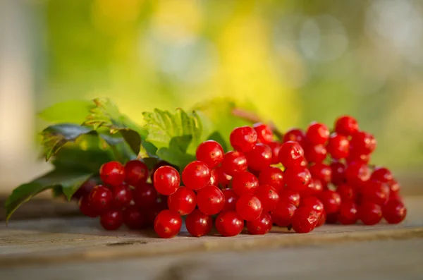 Красные ягоды вибурнума на деревянном столе — стоковое фото