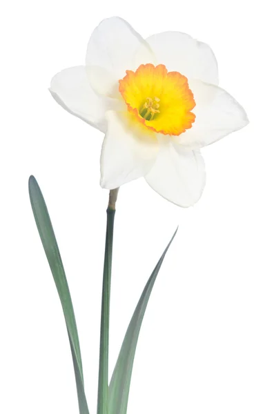 Beautiful daffodil isolated on white background — Stock Photo, Image