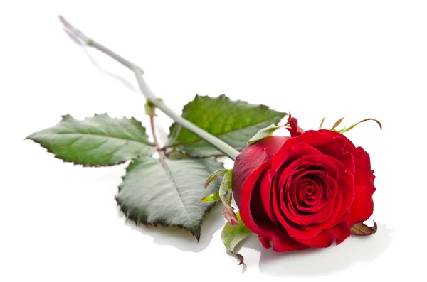 Bella rosa rossa singola sdraiata su uno sfondo bianco — Foto Stock