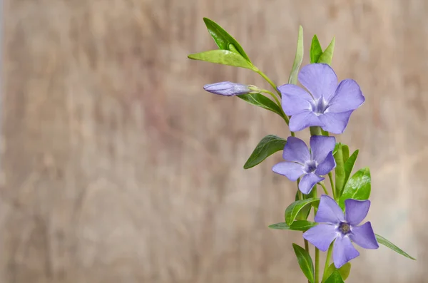 Hermosas flores azules periwinkle sobre fondo de madera —  Fotos de Stock