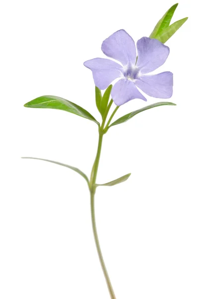 Bellissimo fiore blu pervinca su sfondo bianco — Foto Stock