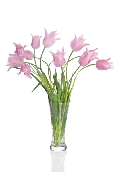 Beautiful pink tulips isolated on white background — Stock Photo, Image