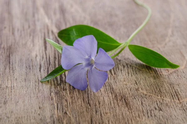 Beautiful blue flower periwinkle on wooden background — Stock Photo, Image