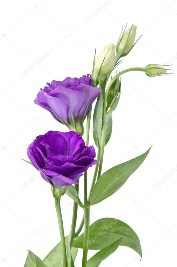 Light purple flowers isolated on white. eustoma