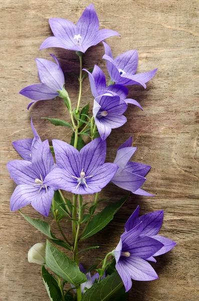 Beautiful bluebells on wooden background — Stock Photo, Image