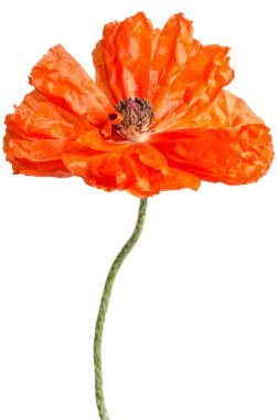 beyaz izole tek kırmızı gelincik