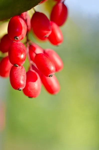 Bobule červená Dřišťál na stromě — Stock fotografie