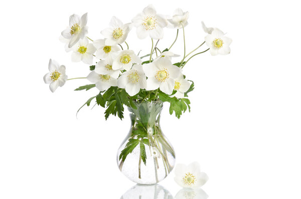 Beautiful white anemones flowers isolated on white