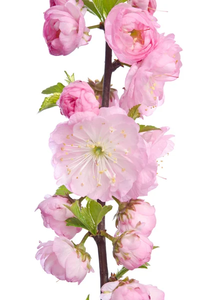 Hermosas flores rosadas de primavera aisladas sobre fondo blanco — Foto de Stock