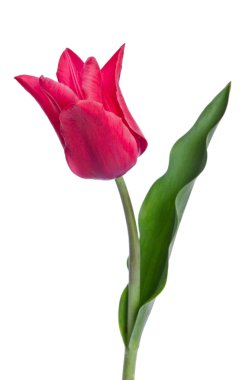 Beyaz arka plan üzerinde güzel tullip