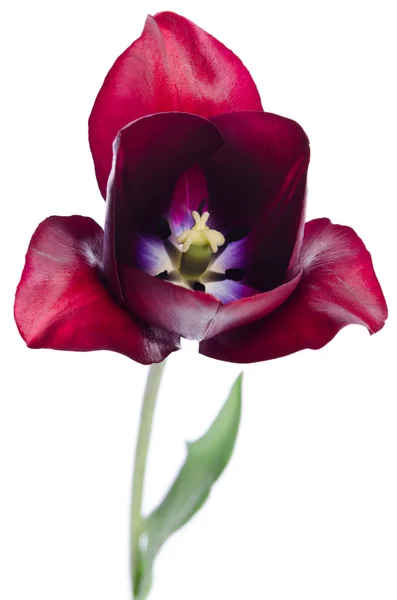 Belle tulipe isolée sur fond blanc — Photo