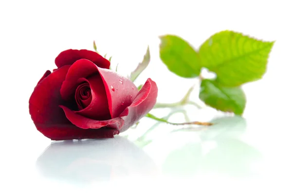 白色背景的美丽玫瑰 — 图库照片