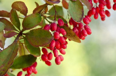 Red barberry berries on the tree clipart