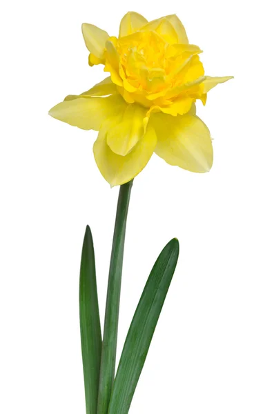 Beautiful daffodil isolated on white background — Stock Photo, Image