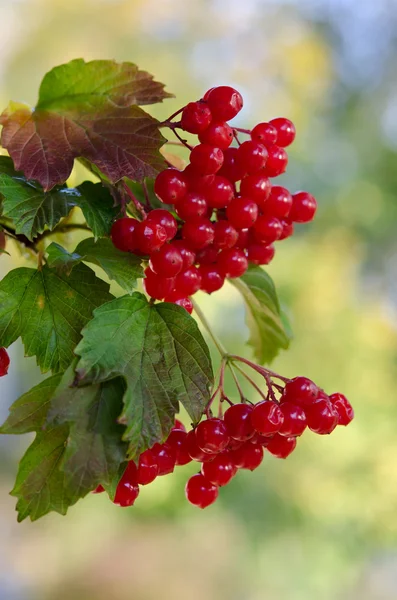 Ağaçtaki kırmızı Viburnum meyveleri — Stok fotoğraf