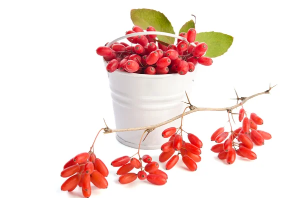 Metal bucket with barberries and branch with berries isolated on — Stock Photo, Image