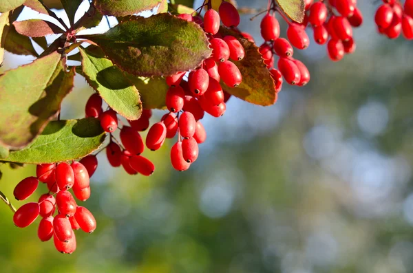 Barberry κόκκινα μούρα στο δέντρο — Φωτογραφία Αρχείου