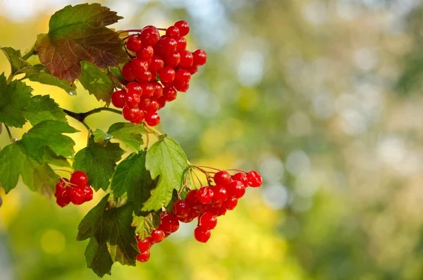 Ağaçtaki kırmızı Viburnum meyveleri