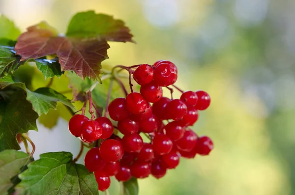 Красные ягоды Вибурнума на дереве — стоковое фото