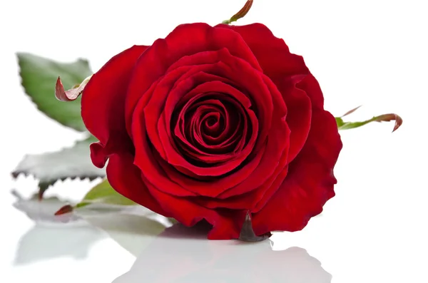 Beautiful bud of red rose lying down on a white background — Stock Photo, Image