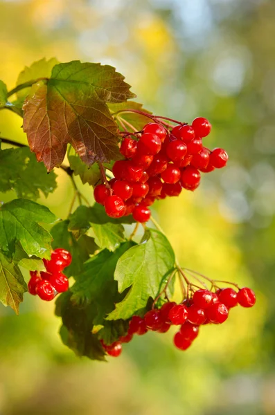 Ağaçtaki kırmızı Viburnum meyveleri — Stok fotoğraf