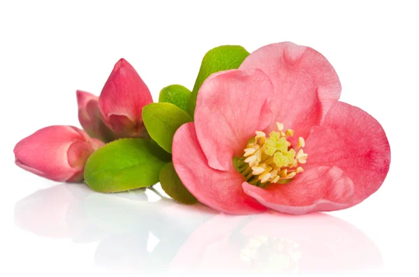 Schöne rosa Blüten mit Knospen auf weißem Hintergrund — Stockfoto