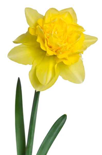 Beautiful daffodil isolated on white background — Stock Photo, Image