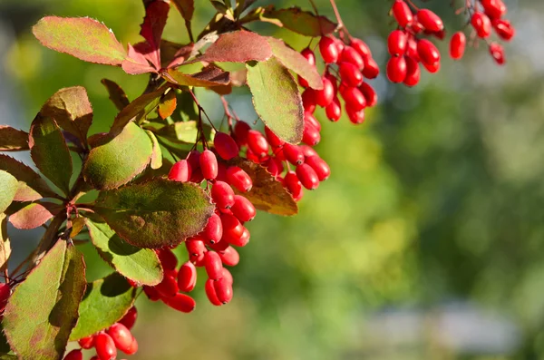 Red barberry berries on the tree — Stock Photo, Image