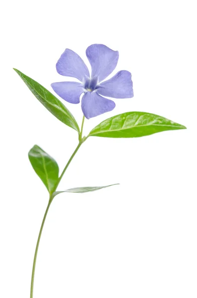 Vacker blå blomma periwinkle på vit bakgrund — Stockfoto