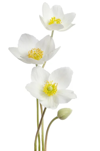 White anemone flowers  isolated on white background — Stock Photo, Image