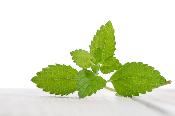 Frische grüne Minze auf weißem Holztisch — Stockfoto