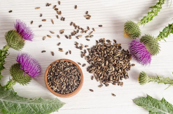 Seeds of a milk thistle with flowers (Silybum marianum, Scotch T — Stock Photo, Image