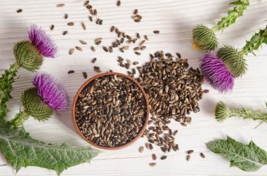 Süt thistle çiçek (Silybum marianum, viski inci ile tohumları