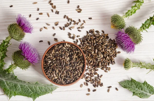 Samen einer Mariendistel mit Blüte (Silybum marianum, Scotch th — Stockfoto