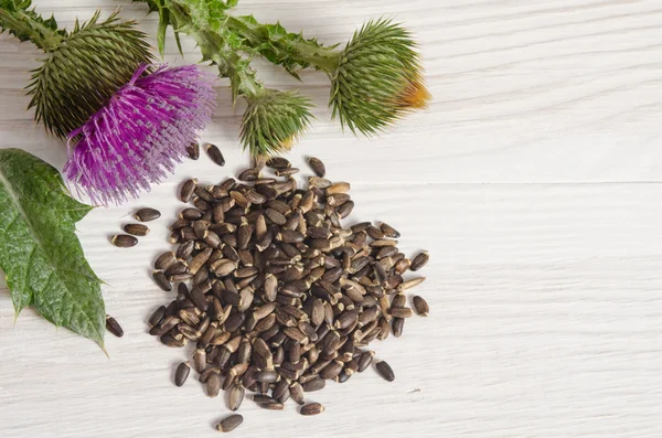 Frön av en mjölk tistel med blommor (Silybum marianum, Scotch T — Stockfoto