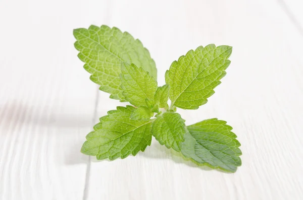 Verse groene munt op witte houten tafel — Stockfoto