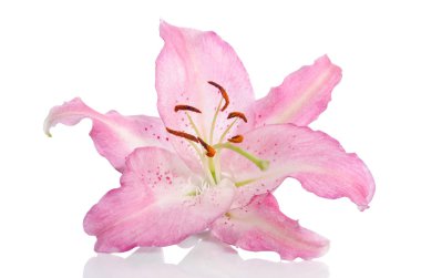 beyaz izole tek lilly çiçek