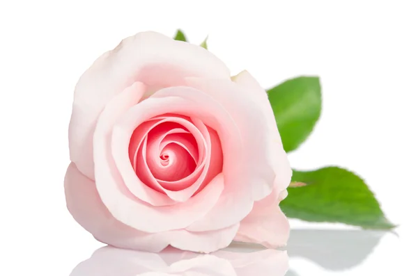 Beyaz bir arka plan üzerinde uzanmış güzel tek pembe Gül