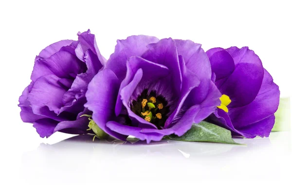 Lindas flores de eustoma violeta isoladas em fundo branco — Fotografia de Stock