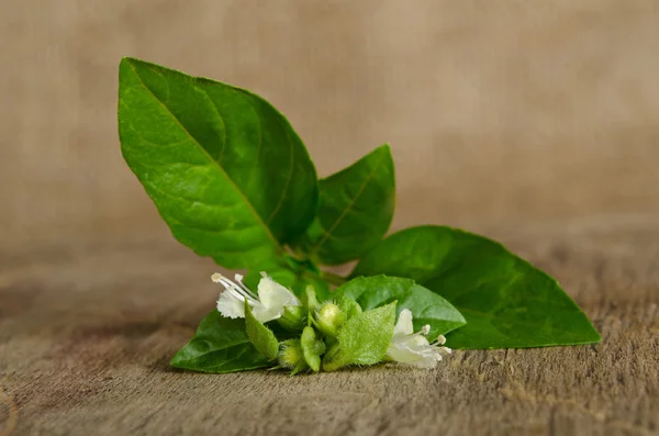 Takje geurig spicy basilicum op de tafel — Stockfoto