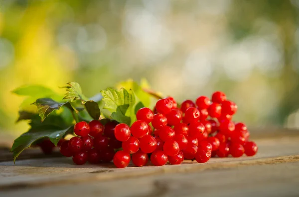 Planten van viburnum rode bessen op houten tafel — Stockfoto