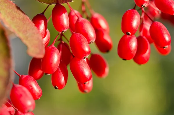 树上的红色小檗浆果 — 图库照片