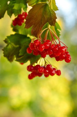 Ağaçtaki kırmızı Viburnum meyveleri