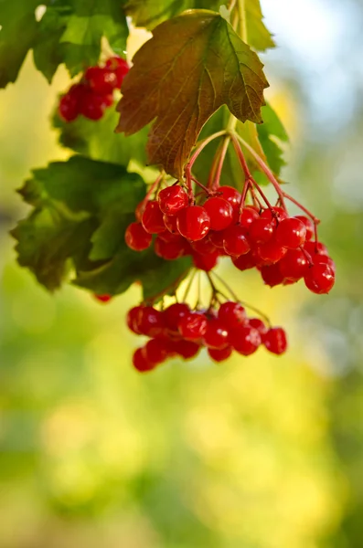 Red Viburnum berries in the tree — Stock Photo, Image