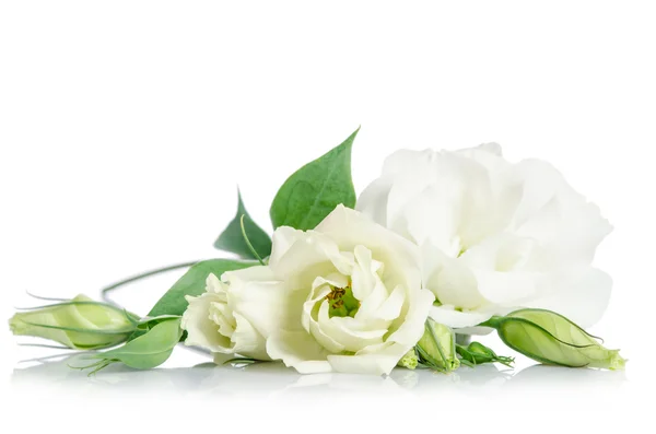 Beautiful white eustoma flowers isolated on white background — Stock Photo, Image