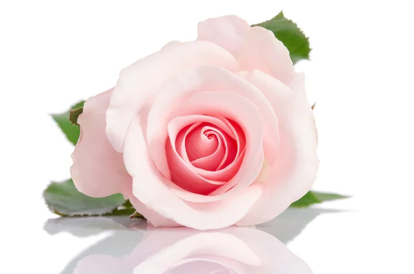 Красивая розовая роза, лежащая на белом фоне — стоковое фото