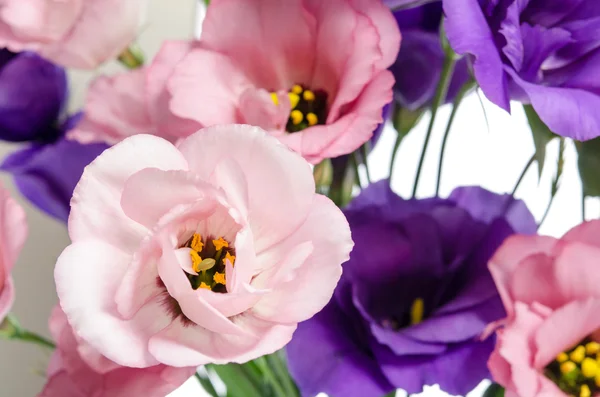 Violet and pink eustoma flowers — Stock Photo, Image