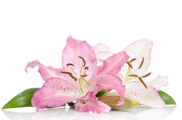 Two pink lily flowers. Isolated on white background — Stock Photo, Image